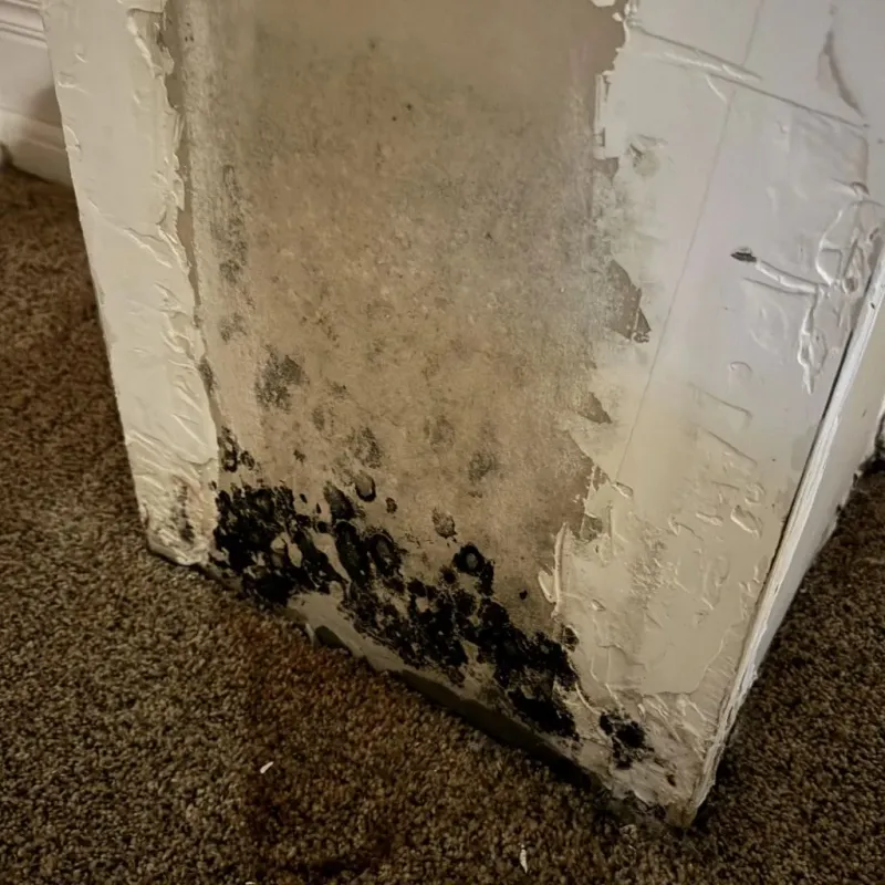 Professional Mold Removal in Girard, IL